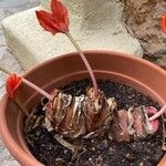 Haemanthus coccineus बार्क (छाल)