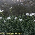 Cerastium gibraltaricum Hábito