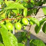 Prunus brigantina Fruit