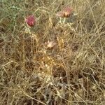 Carlina lanata Habitat