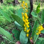 Crotalaria mitchellii Цветок