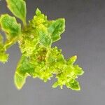 Dysphania pumilio Hoja