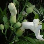 Distictella magnoliifolia Λουλούδι