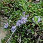 Globularia repens অভ্যাস