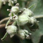 Chorilaena quercifolia Otro