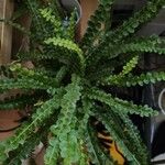 Asplenium viride Blad