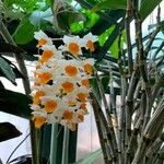 Dendrobium thyrsiflorum Flor
