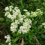 Galium rubioides Квітка