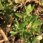 Spergularia rupicola Blad