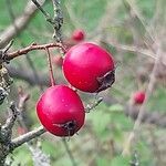 Crataegus persimilis Фрукт