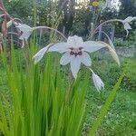 Gladiolus murielae Flower