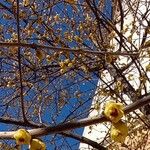 Chimonanthus praecox Прочее