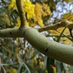 Acacia pycnantha Corteza