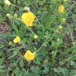 Ranunculus lanuginosusЦветок