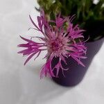 Centaurea napifolia 花