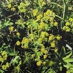 Alchemilla filicaulis പുഷ്പം