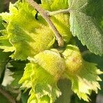 Corylus americana 果實