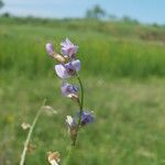 Astragalus austriacus Flower