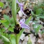 Ophrys scolopax Blad