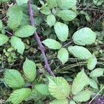 Rubus discolor برگ