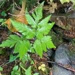 Chaerophyllum hirsutum ഇല