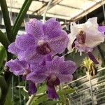 Vanda coerulescens Cvet