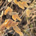 Eragrostis superba Flower