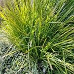 Carex paniculataBlatt