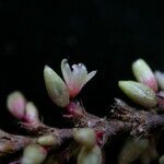 Persicaria barbata Flor