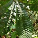 Pouteria lecythidicarpa Hoja