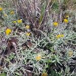 Helichrysum odoratissimum Lehti