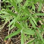 Lavandula latifolia Feuille