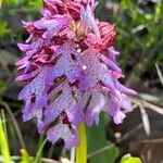 Orchis purpurea Fleur