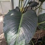 Philodendron davidsonii Blad