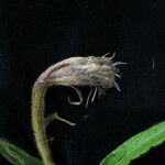 Saussurea chrysotricha Hábito