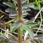 Valeriana dioica Levél