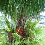Elaeis oleifera Fruto