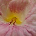 Tabebuia pallida Flower