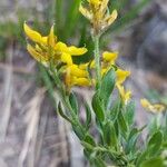 Genista germanica पत्ता