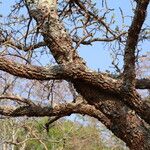 Cassipourea mollis Rinde