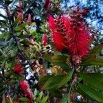 Callistemon citrinusКветка