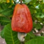 Anacardium occidentale Φρούτο