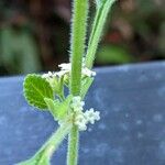 Lippia origanoides Кветка