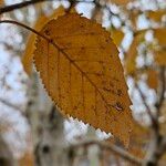 Betula utilis Листок