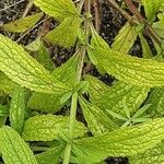 Stachys recta Feuille