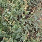 Atriplex laciniata عادت