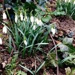 Galanthus plicatus ᱛᱟᱦᱮᱸ