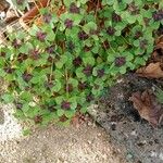 Oxalis tetraphylla Habit