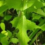 Lactuca floridana Hoja