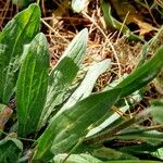 Erigeron alpinus Leaf